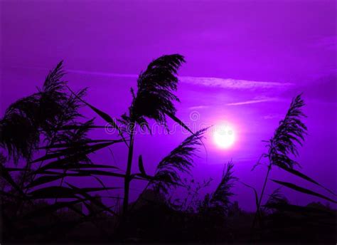 Purple Sunset Stock Image Image Of Evening Planet Serene 619683