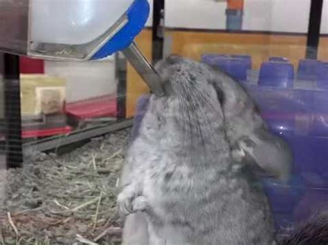 $120 hippo, domestic shorthair for adoption in los angeles, california. PetSmart Chinchilla - YouTube