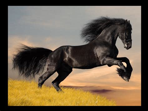 Download Friesian Horse Screensavers 12