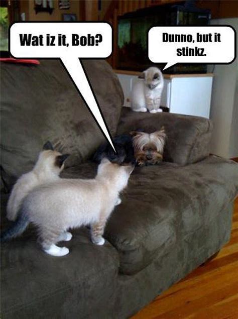 Hilarious Cats And Dogs