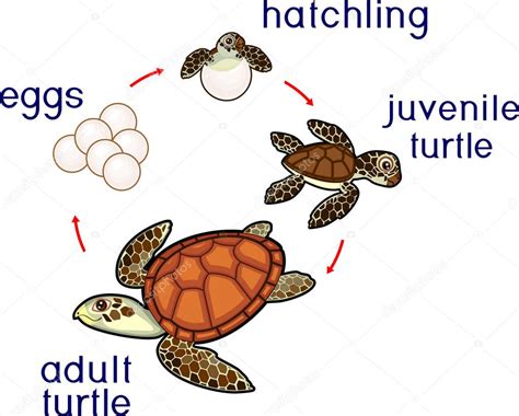 Parts Of A Sea Turtle Life Cycle Characteristics Types Of Sea Turtles Sexiz Pix