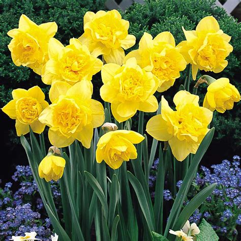 Daffodil Dick Wilden Mirror Garden Offers