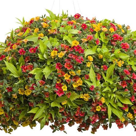 Pin On Container Gardens