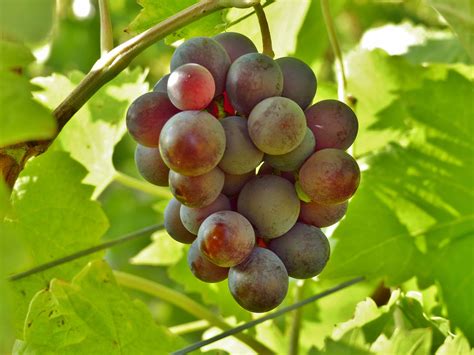 Free Images Branch Grape Vine Vineyard Wine Fruit Food Produce