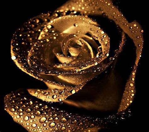 Golden Rose Moissanite Engagement Ring White Gold Golden Rose Gold