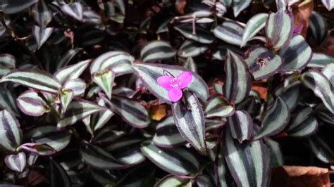 A friend recently shared cuttings from her wandering jew plant with me. Wandering Jew flowers -Tradescantia zebrina HD 03 - YouTube