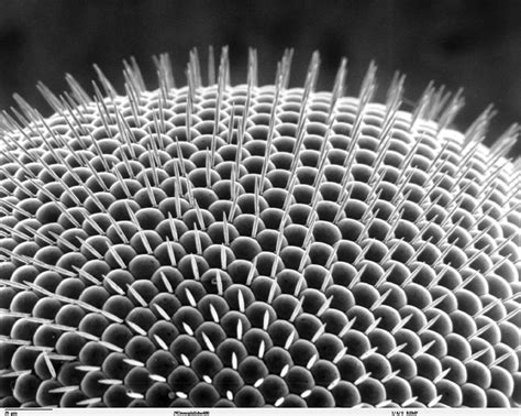 Geometry Matters — Scanning Electron Microscope Image Of Insects