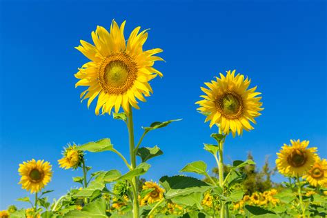 A Little Bit Of Sunshine How To Grow Sunflowers
