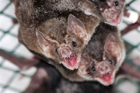 Rabid Bats Identified In Eastern Idaho East Idaho News