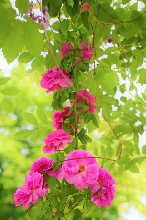 Pink Rose Vine In Garden Free Image Download