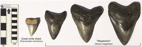 Fossil Of The Month Megalodon Teeth