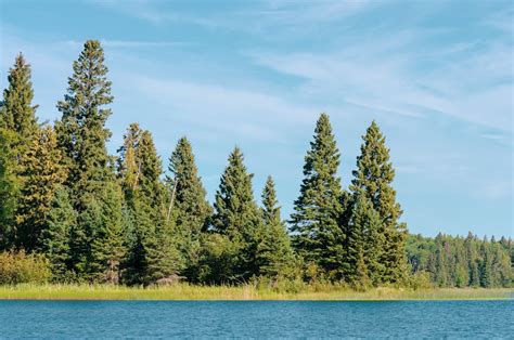 Green Trees Beside Body Of Water · Free Stock Photo