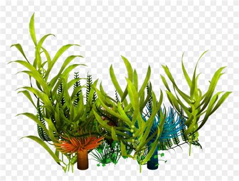 Download And Share Clipart About Underwater Aquatic Plants Seaweed Clip