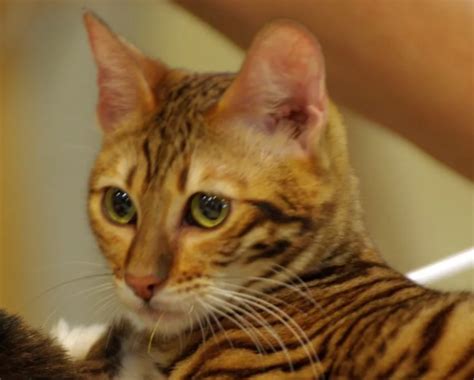 Top 4 Reviewed Toyger Cat Breeders In California 2023 Best Toyger