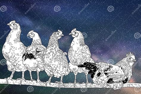 Chickens On Perch Flock Of Poultry Under Night Starry Sky Stock Vector
