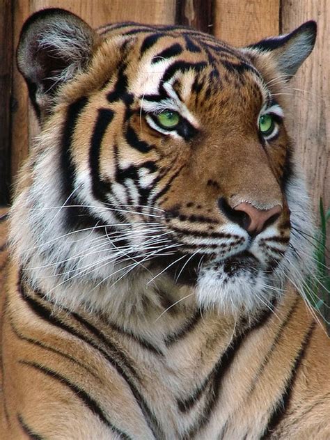 Malayan Tiger Female Indra Flickr Photo Sharing