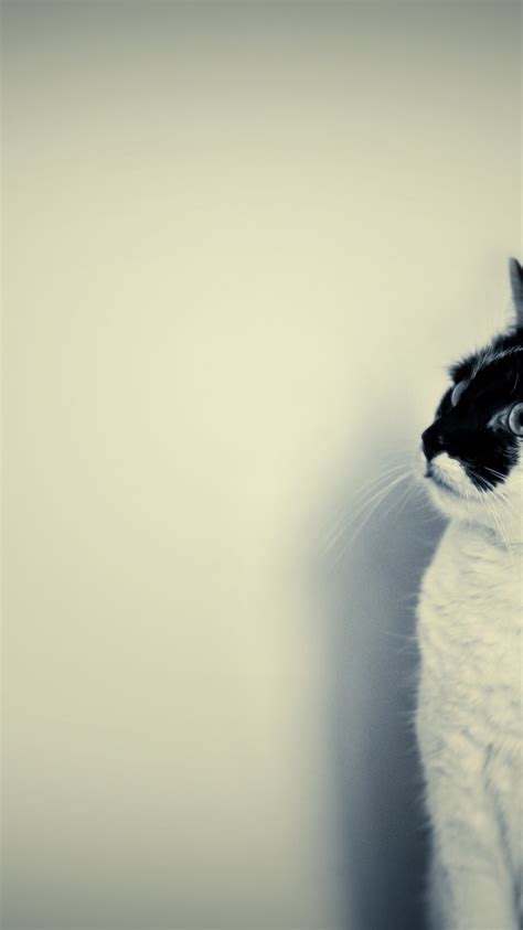 48 Cute Wallpapers Black And White On Wallpapersafari