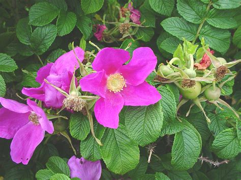 Rosa Rugosa Beach Rose Go Botany