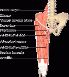The narrow area just below the head of the femur, joins femora… Muscles In Hip Area - Gluteal Tendinopathy - Peak Physio ...
