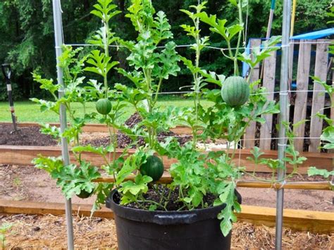 How To Grow Watermelon In Pot Vertically Mahagro