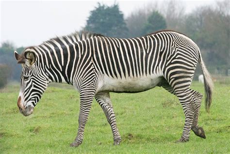 Dazzling Zebra Facts