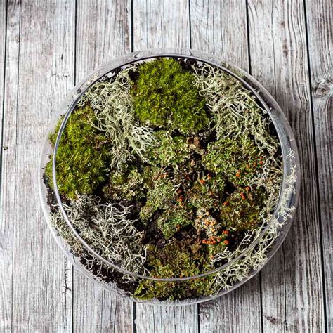 Create An Indoor Moss Garden Natural Beauty In Your Home Hearth And