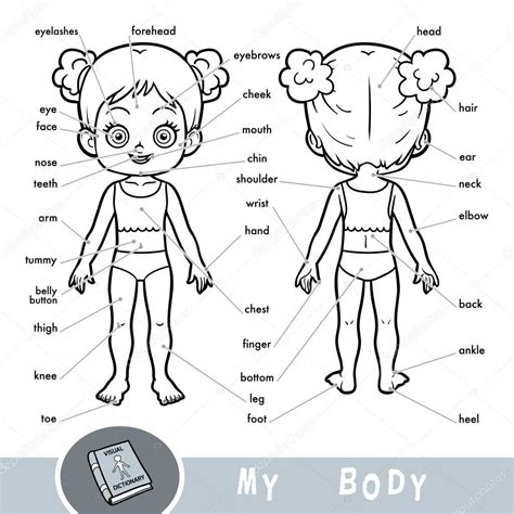 Diccionario Visual Para Niños Sobre El Cuerpo Humano Mis Partes Del