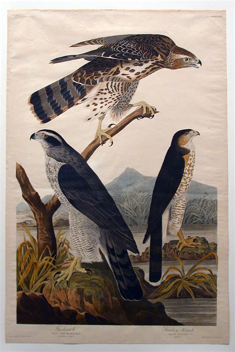 John James Audubon Goshawk Stanley Hawk No 29 The Metropolitan