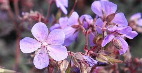 Sellmyplants.com has been given permission to crawl these brands and distributor sites to build this data. Geranium pratense 'Hocus Pocus' op vasteplant.be