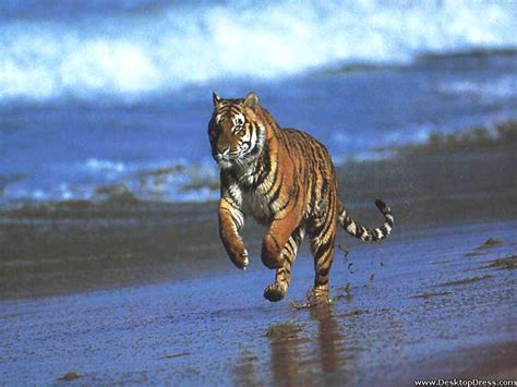 Desktop Wallpapers Animals Backgrounds Tiger Jumping
