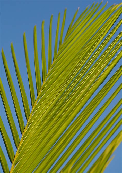 Green Palm Tree Branch During Daytime · Free Stock Photo