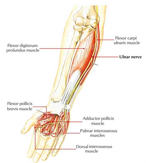 Anterior View Of The Left Forearm Median Ulnar Nerves Communication