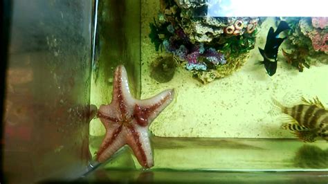 Not only do you need to keep your food cool and safe, you also. Chocolate Chip Starfish Eating - YouTube