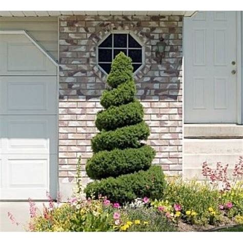 Picea Gla Conica Spiral In 2021 Dwarf Alberta Spruce Landscaping