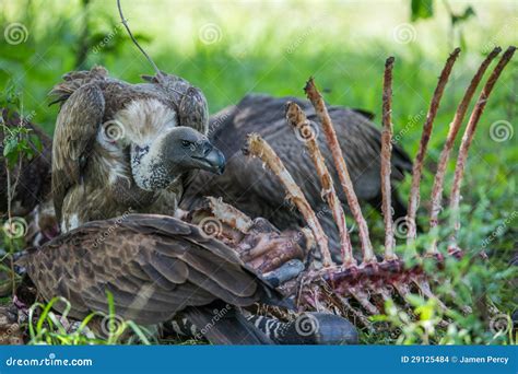 Vultures Eating A Carcass Stock Images Image 29125484