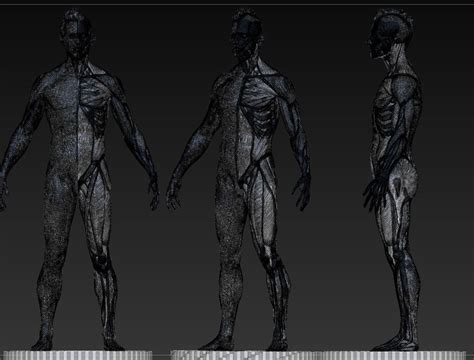 Ecorche Male Anatomical Reference 3D Model CGTrader