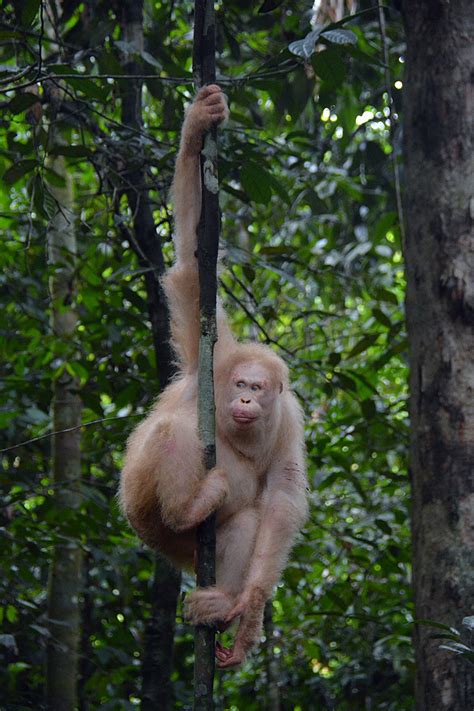 Bos Foundation Press Release Alba The Albino Orangutan Thrives In