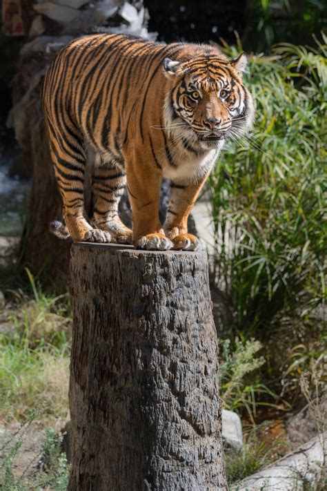 Indah Endangered Sumatran Tiger Is Companion To Cj At Los Angeles