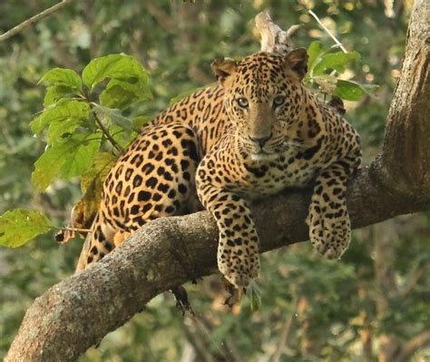 500px Leopard By Balaji Sankaran Animals Feline Jaguar Leopard