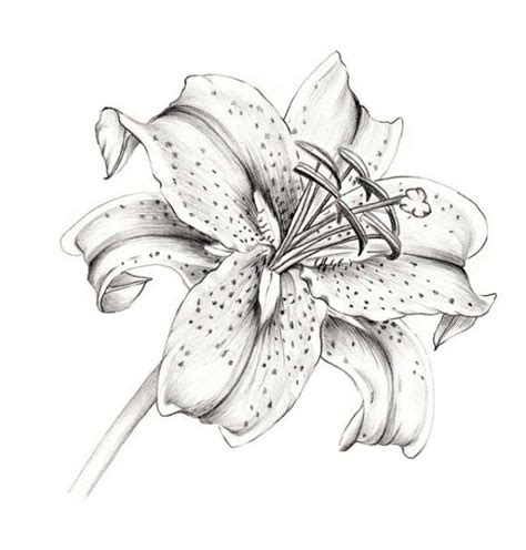 Stargazer Lilly Lily Flower Tattoos Lilies Drawing Stargazer Lily