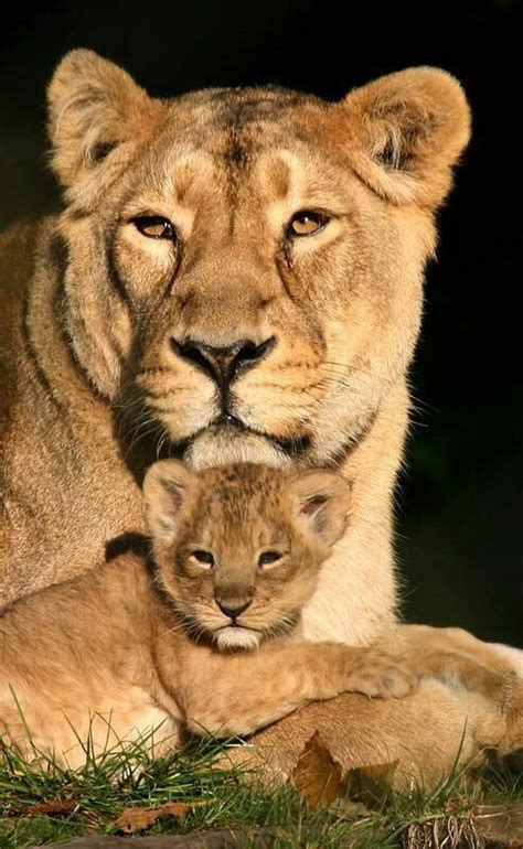 Baby Lion With Mother