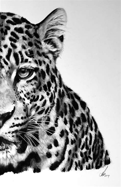 Amur Leopard Leopard Art Leopard Drawing Amur Leopard