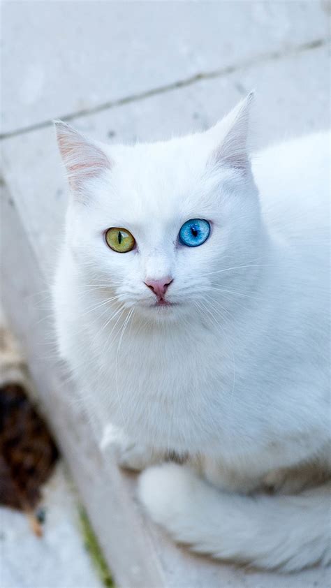 14 White Cat Wallpaper Phone Furry Kittens