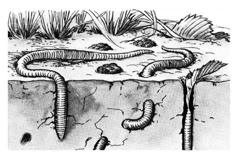 Schematic Drawing Of Common European Earthworms Lumbricus Terrestris