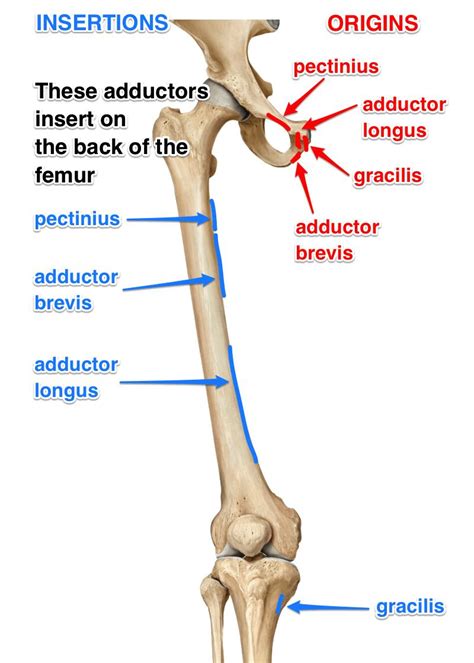 The adductors attach from the pelvis to the femur (thigh bone). The Adductor Muscles, Their Attachments and Actions ...
