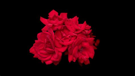 Download Wallpaper 3840x2160 Flowers Petals Pink Roses Black