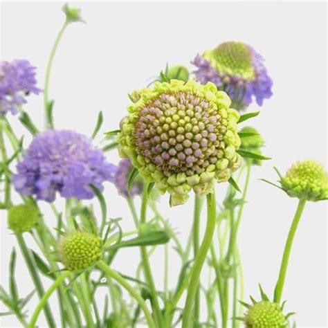 Lavender Scabiosa Flowers 10 Bunches Wholesale Blooms By The Box