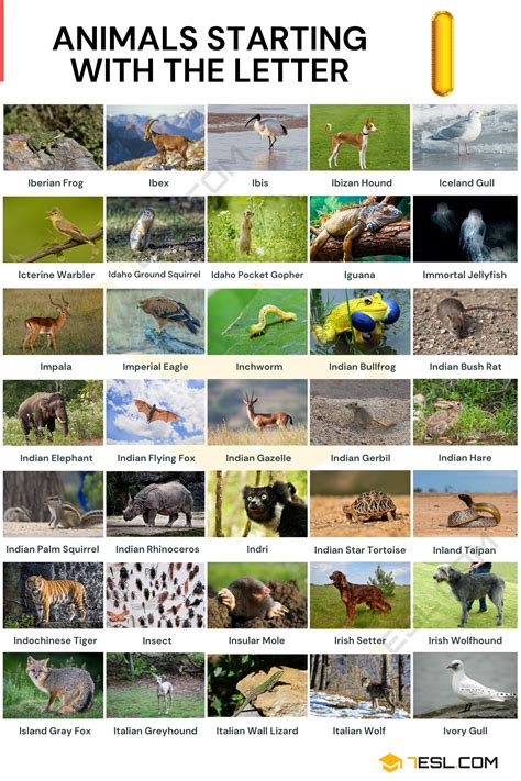 Animals That Start With I Interesting List Of 41 Animals Starting With