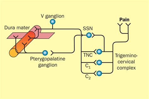 Pathophysiology Of Cluster Headache A Trigeminal Autonomic Cephalgia