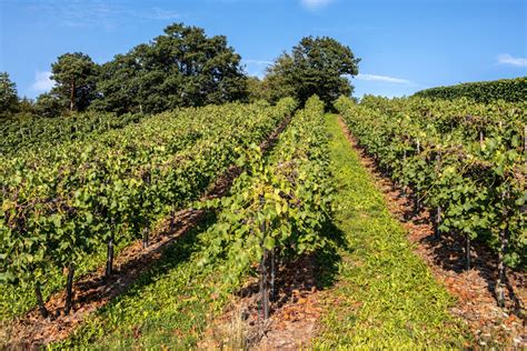 Free Images Vine Vineyard Field Flower Food Produce Agriculture